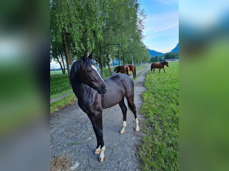 Oldenburger Merrie 5 Jaar 167 cm Zwartbruin in Maienfeld