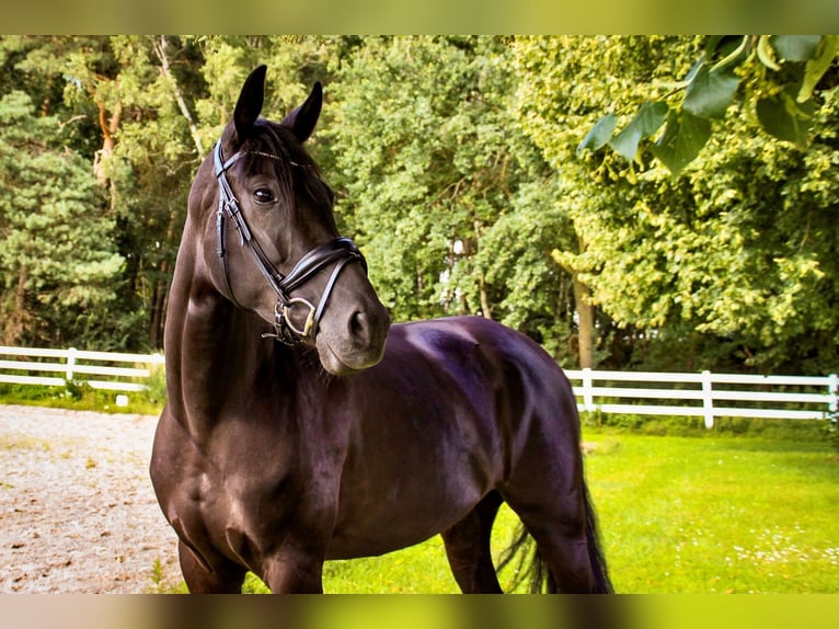 Oldenburger Merrie 5 Jaar 167 cm Zwartbruin in Ehrenburg