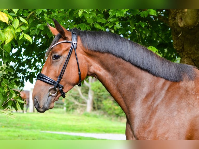 Oldenburger Merrie 5 Jaar 168 cm Bruin in Marigny le lozon