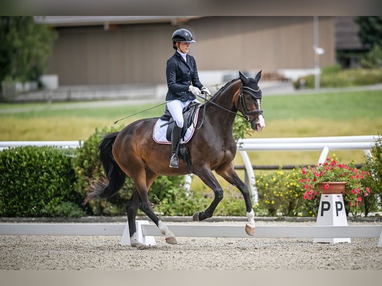 Oldenburger Merrie 5 Jaar 168 cm Bruin in Bellelay