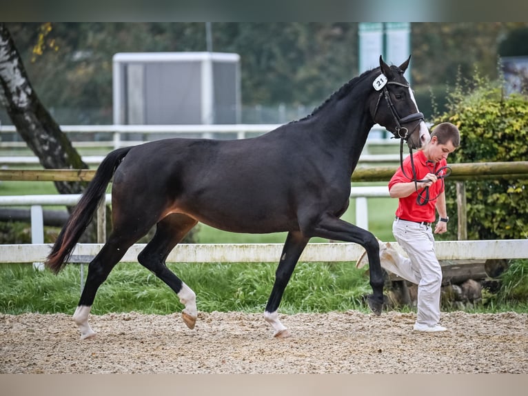 Oldenburger Merrie 5 Jaar 168 cm Bruin in Bellelay