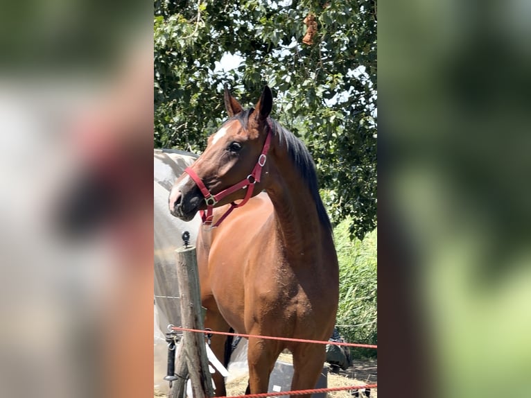 Oldenburger Merrie 5 Jaar 168 cm Bruin in Zwartewaal