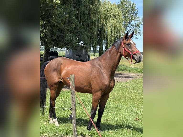 Oldenburger Merrie 5 Jaar 168 cm Bruin in Zwartewaal