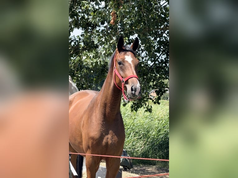 Oldenburger Merrie 5 Jaar 168 cm Bruin in Zwartewaal
