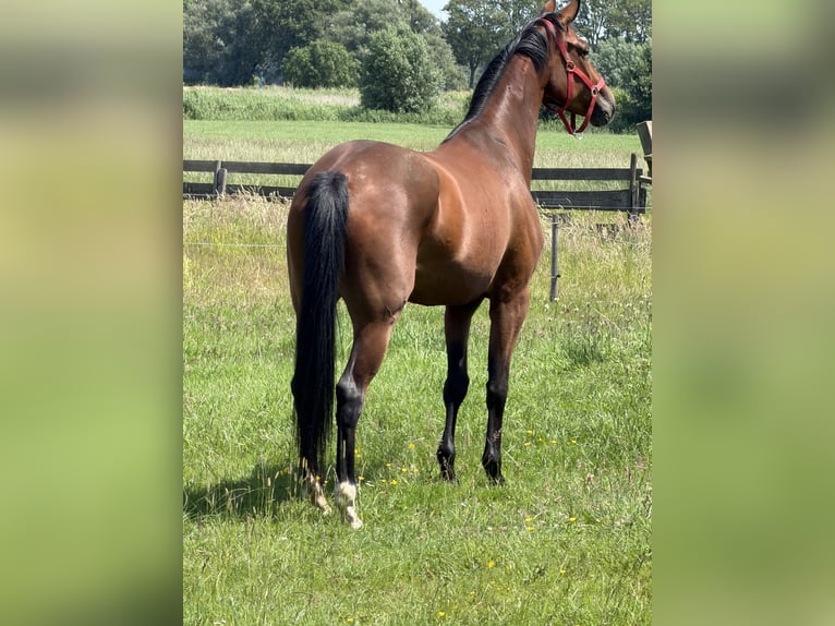 Oldenburger Merrie 5 Jaar 168 cm Bruin in Zwartewaal