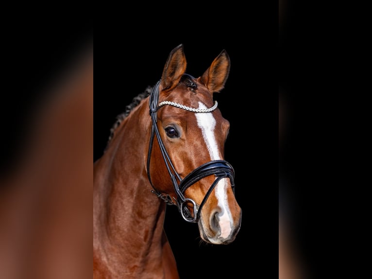 Oldenburger Merrie 5 Jaar 168 cm Bruin in Rosenheim