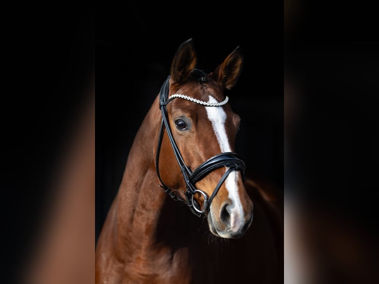 Oldenburger Merrie 5 Jaar 168 cm Bruin in Rosenheim