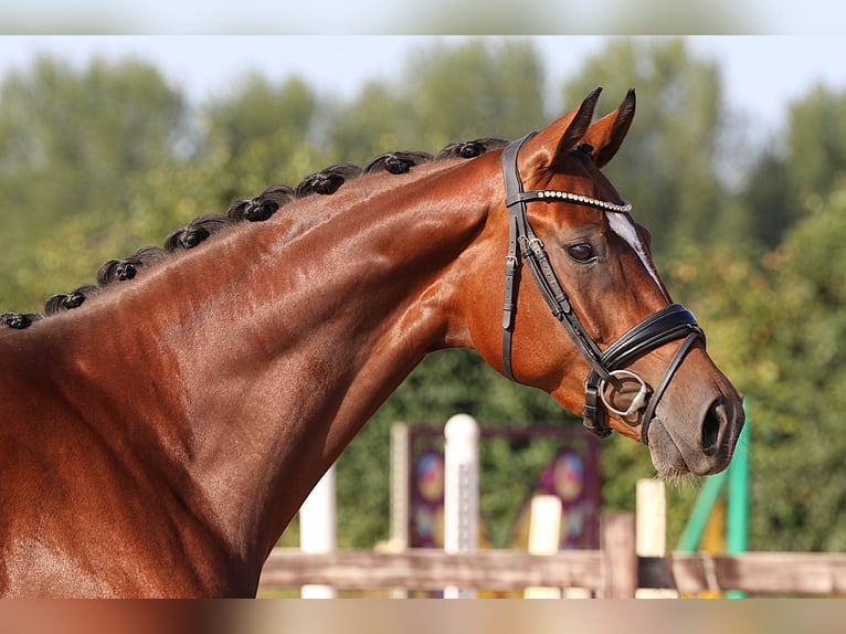 Oldenburger Merrie 5 Jaar 168 cm Bruin in Willich