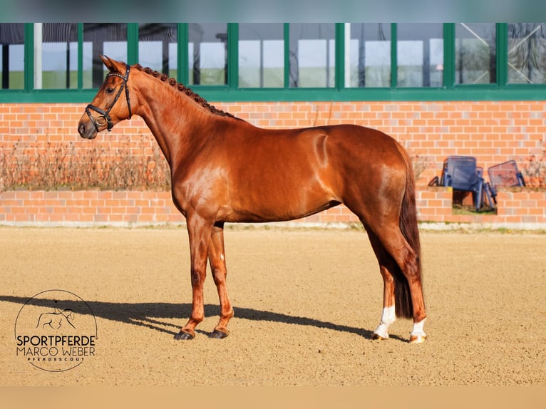 Oldenburger Merrie 5 Jaar 168 cm Donkere-vos in Bramsche
