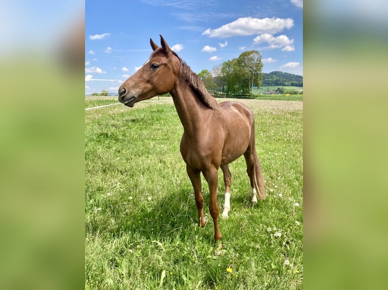 Oldenburger Merrie 5 Jaar 168 cm Vos in Cham