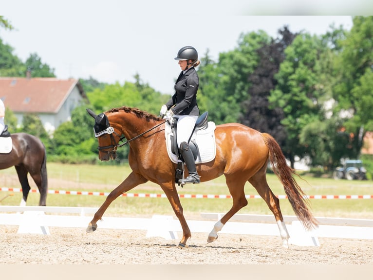 Oldenburger Merrie 5 Jaar 168 cm Vos in Cham