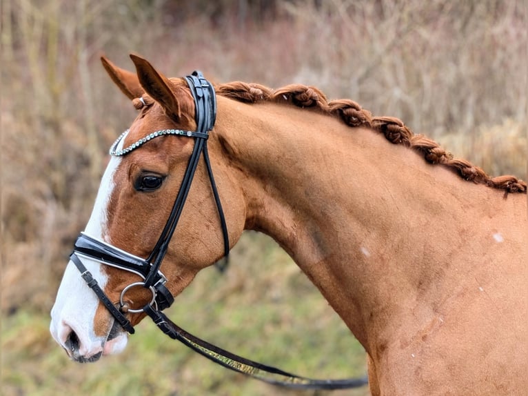 Oldenburger Merrie 5 Jaar 168 cm Vos in Plech