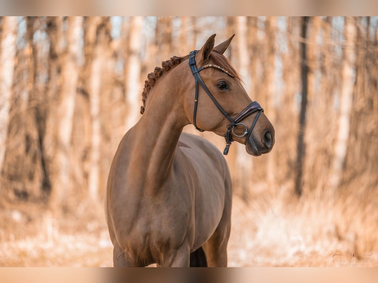 Oldenburger Merrie 5 Jaar 168 cm Vos in Wehringen