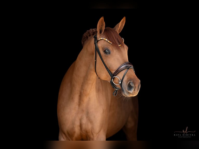 Oldenburger Merrie 5 Jaar 168 cm Vos in Wehringen