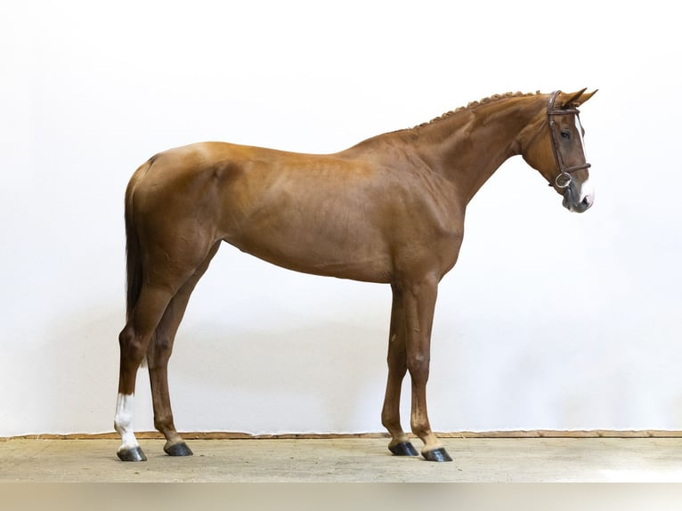 Oldenburger Merrie 5 Jaar 168 cm Vos in Waddinxveen