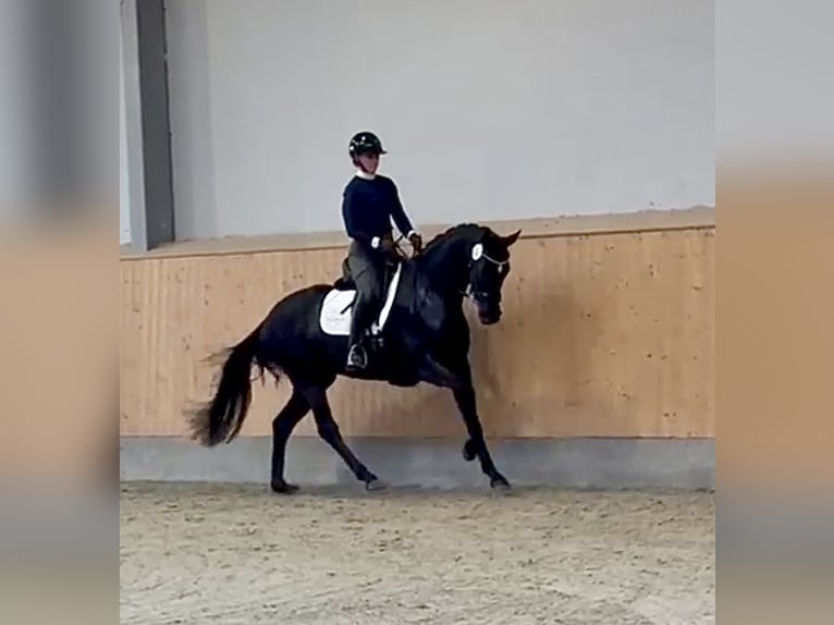 Oldenburger Merrie 5 Jaar 168 cm Zwart in Diepholz