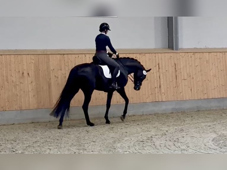 Oldenburger Merrie 5 Jaar 168 cm Zwart in Diepholz