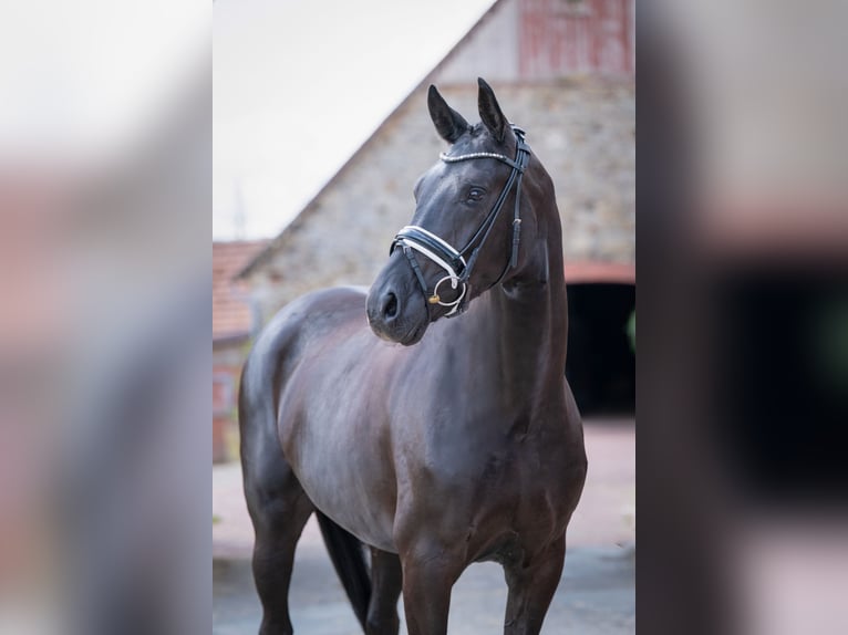 Oldenburger Merrie 5 Jaar 168 cm Zwart in Bramsche