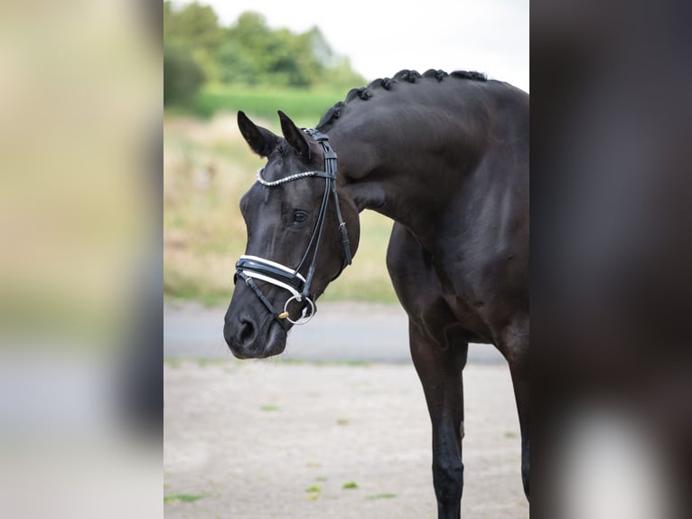 Oldenburger Merrie 5 Jaar 168 cm Zwart in Bramsche