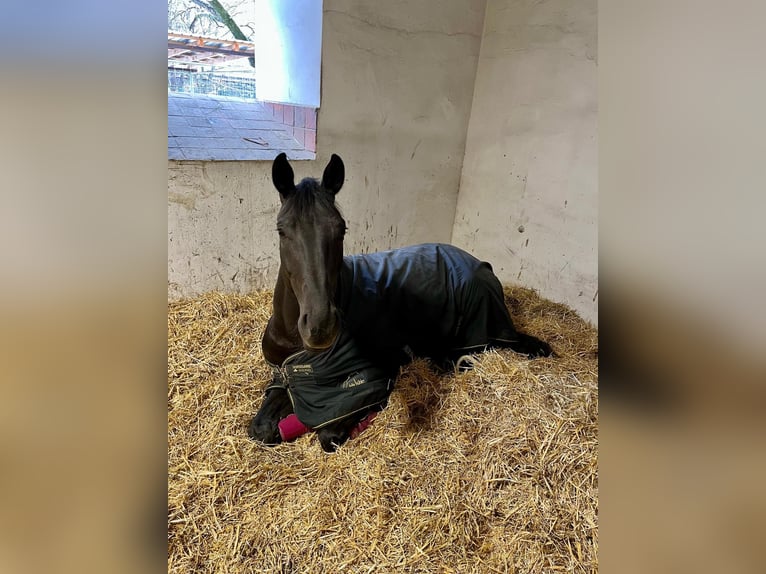 Oldenburger Merrie 5 Jaar 168 cm Zwart in Himberg