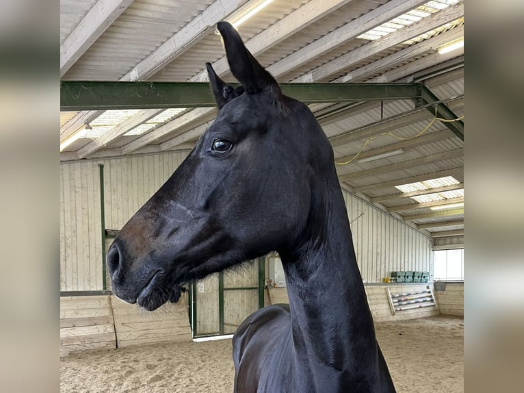 Oldenburger Merrie 5 Jaar 168 cm Zwart in Himberg