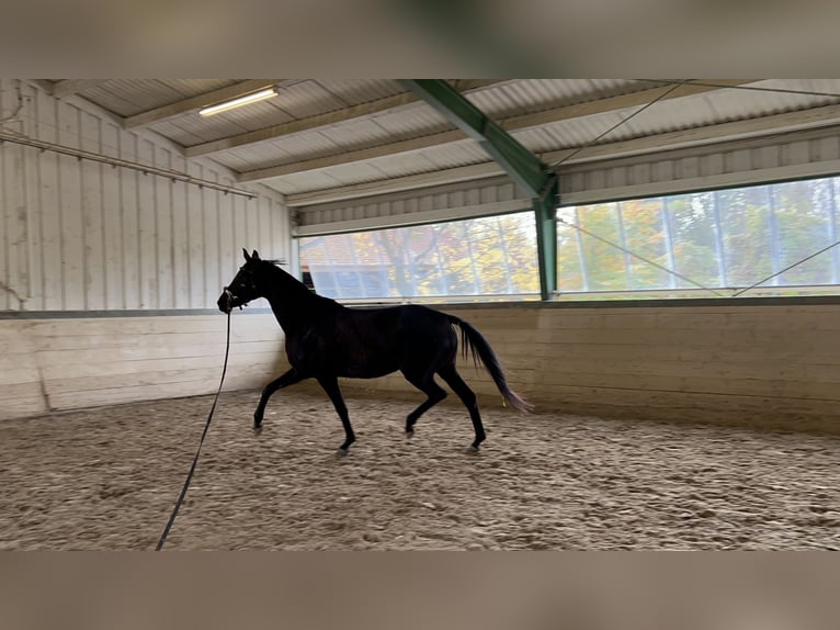 Oldenburger Merrie 5 Jaar 168 cm Zwart in Himberg