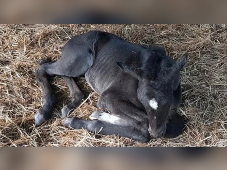 Oldenburger Merrie 5 Jaar 168 cm Zwart in Westoverledingen