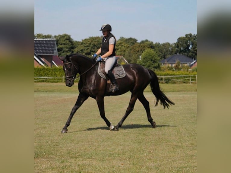 Oldenburger Merrie 5 Jaar 168 cm Zwart in Westoverledingen