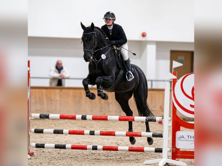Oldenburger Merrie 5 Jaar 168 cm Zwart in Wysin