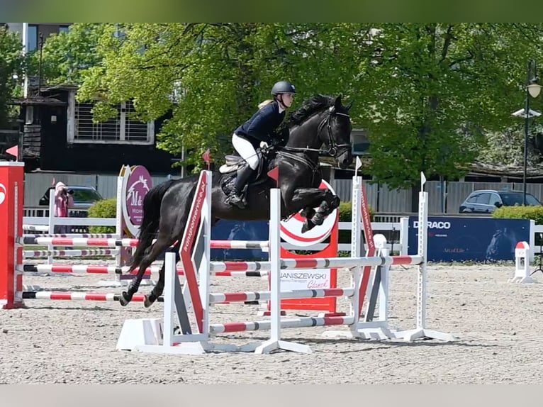 Oldenburger Merrie 5 Jaar 168 cm Zwart in Wysin