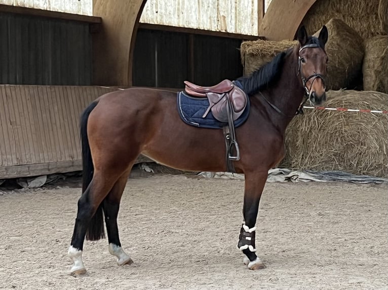 Oldenburger Merrie 5 Jaar 169 cm Bruin in Eppelheim