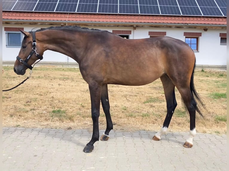Oldenburger Merrie 5 Jaar 169 cm Bruin in Olomouc