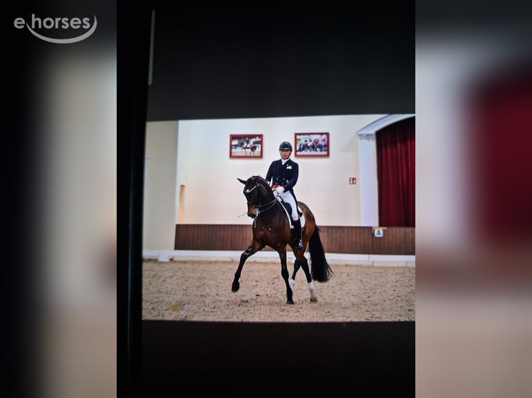 Oldenburger Merrie 5 Jaar 169 cm Bruin in Barnstorf-Eydelstedt