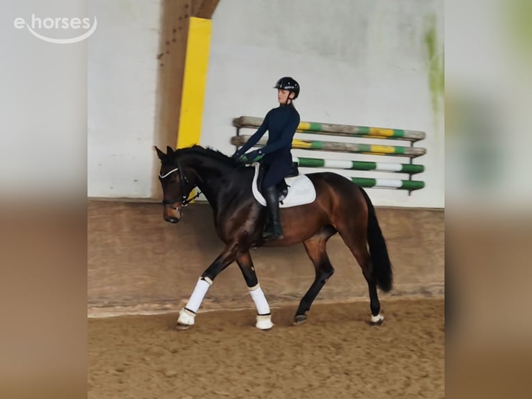 Oldenburger Merrie 5 Jaar 169 cm Bruin in Barnstorf-Eydelstedt
