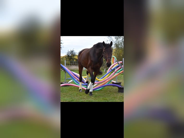 Oldenburger Merrie 5 Jaar 169 cm Bruin in Issum
