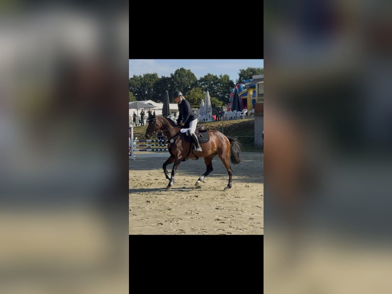 Oldenburger Merrie 5 Jaar 169 cm Bruin in Issum