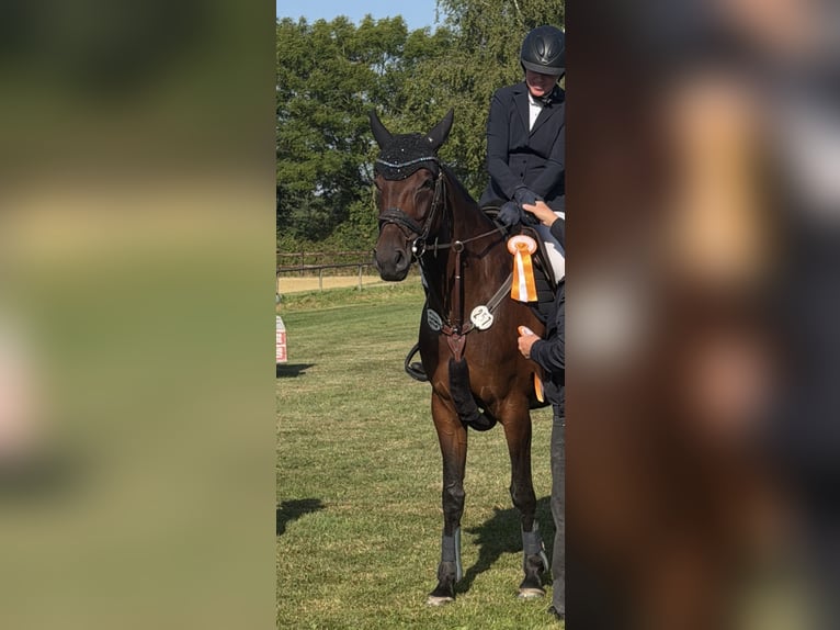 Oldenburger Merrie 5 Jaar 169 cm Bruin in Issum
