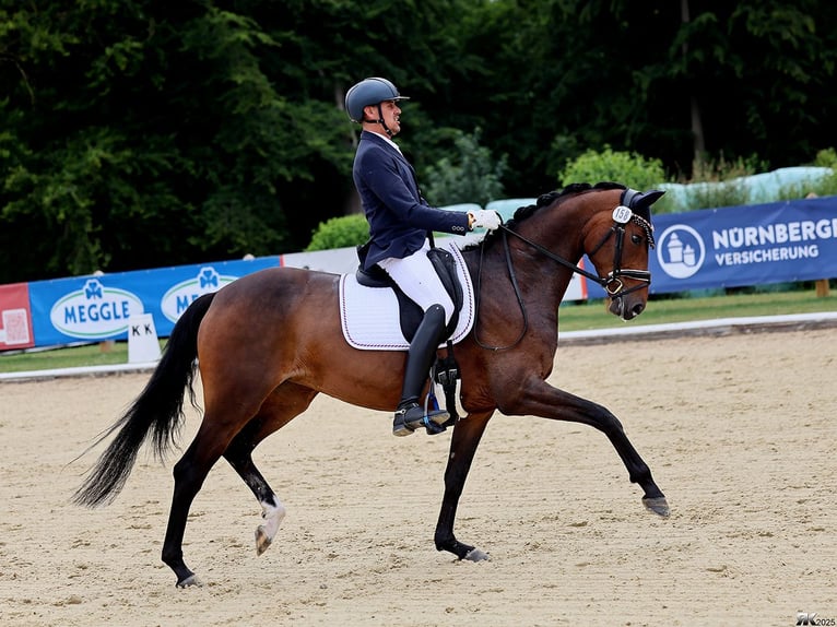 Oldenburger Merrie 5 Jaar 169 cm Donkerbruin in Maintal
