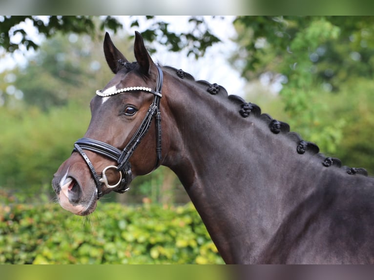 Oldenburger Merrie 5 Jaar 169 cm Donkerbruin in Wolfsburg