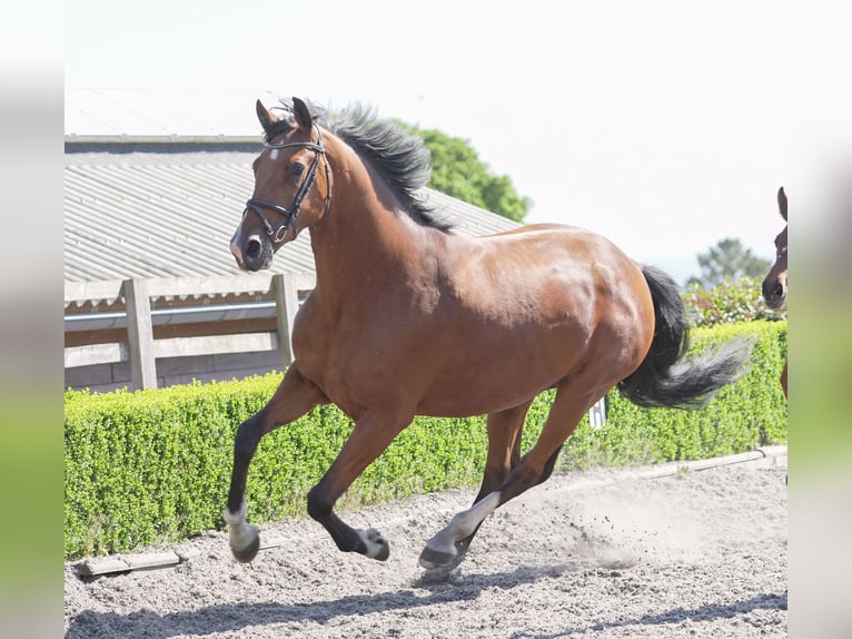 Oldenburger Merrie 5 Jaar 169 cm Roodbruin in yorkshire
