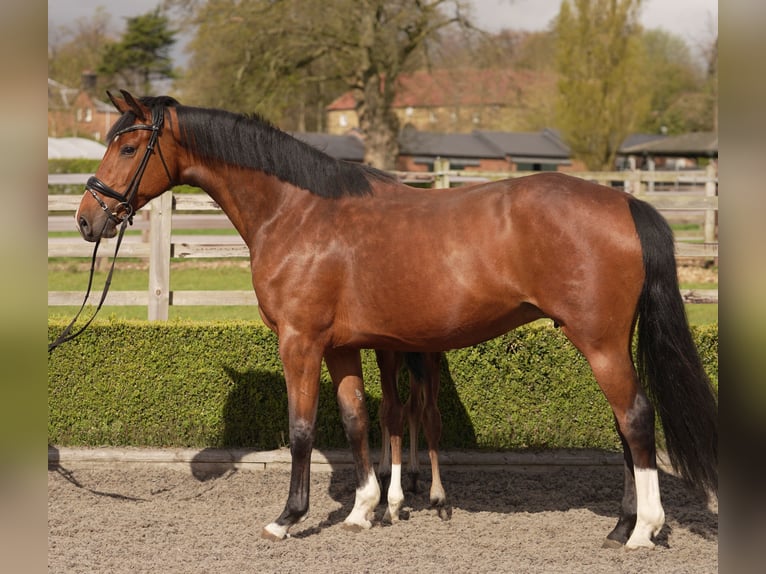 Oldenburger Merrie 5 Jaar 169 cm Roodbruin in yorkshire