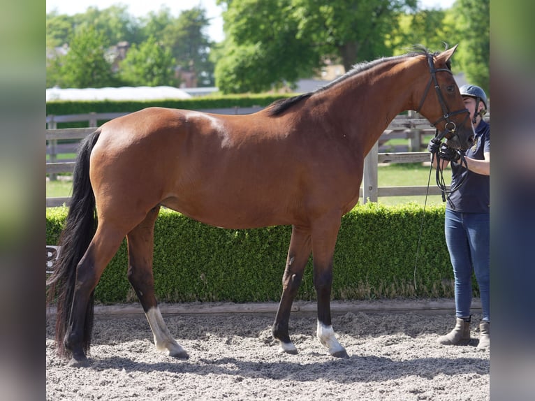 Oldenburger Merrie 5 Jaar 169 cm Roodbruin in yorkshire