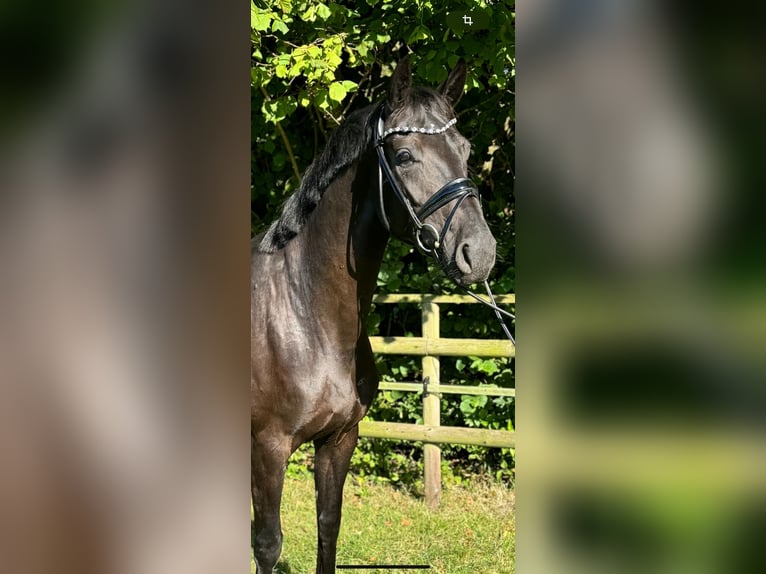 Oldenburger Merrie 5 Jaar 169 cm Zwart in Wardenburg