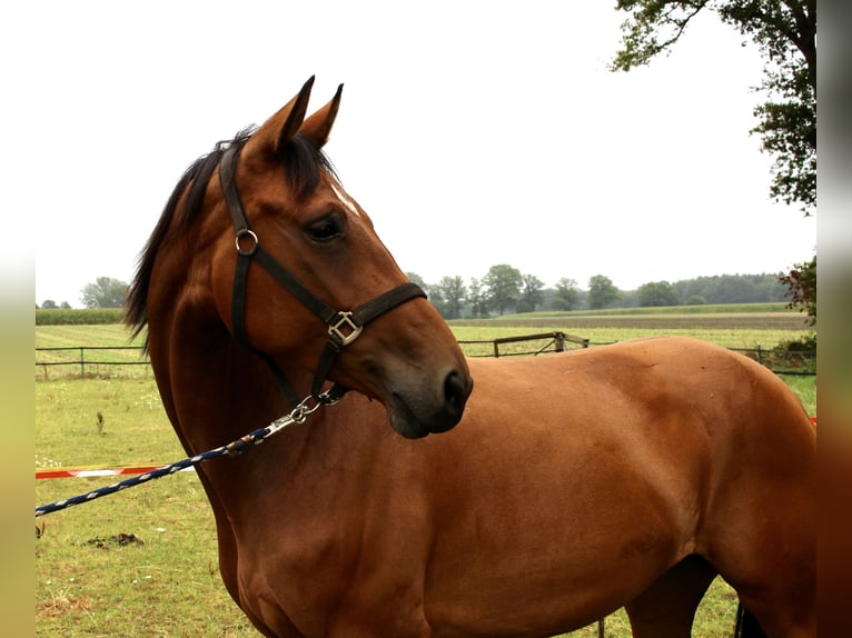Oldenburger Merrie 5 Jaar 170 cm Bruin in Lastrup