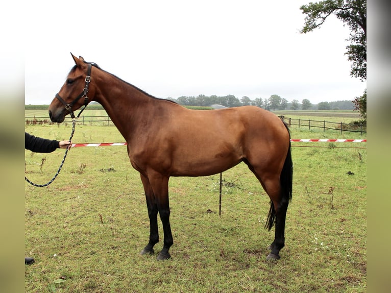 Oldenburger Merrie 5 Jaar 170 cm Bruin in Lastrup
