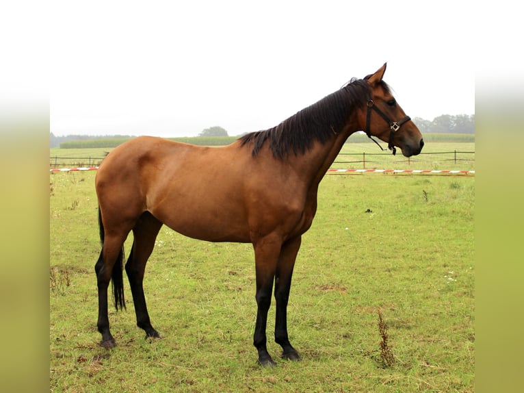 Oldenburger Merrie 5 Jaar 170 cm Bruin in Lastrup
