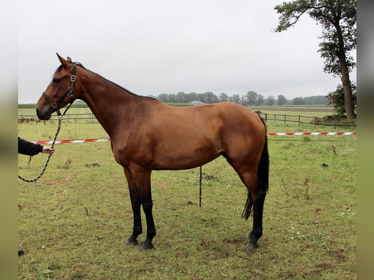 Oldenburger Merrie 5 Jaar 170 cm Bruin in Lastrup