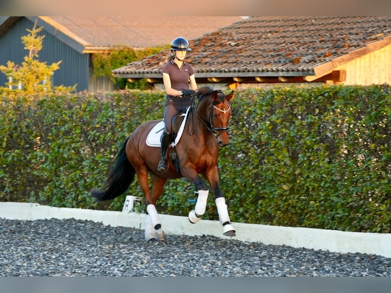 Oldenburger Merrie 5 Jaar 170 cm Bruin in Zossen