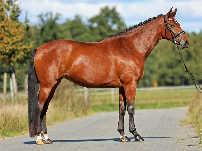 Oldenburger Merrie 5 Jaar 170 cm Bruin in Oranienburg