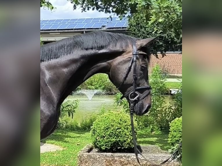 Oldenburger Merrie 5 Jaar 170 cm Donkerbruin in AltenbergeAltenberge